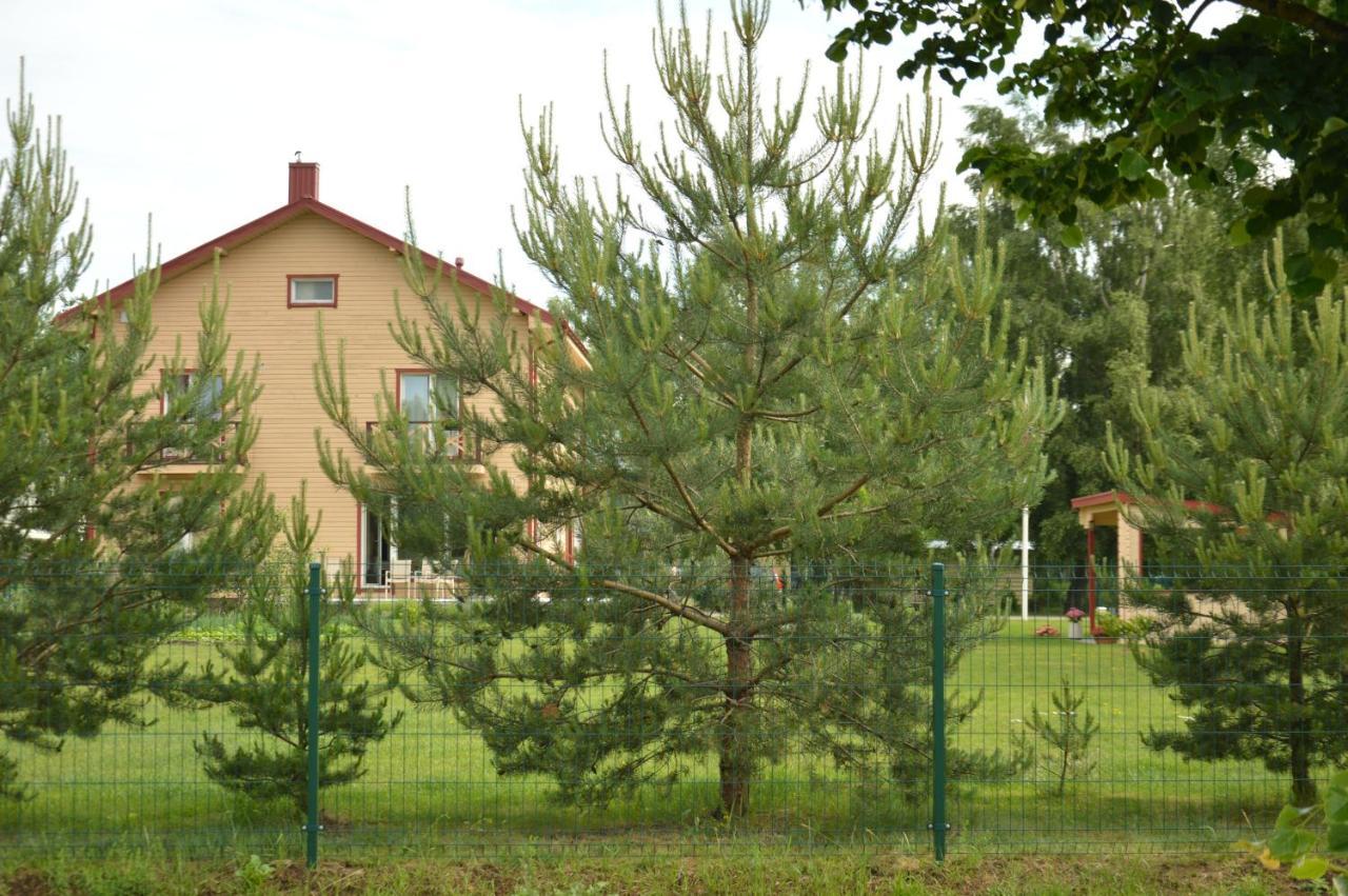 Lavandula Palanga Kültér fotó
